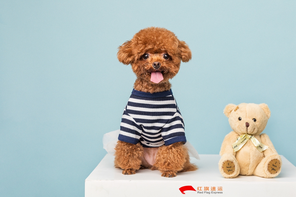 攝圖網(wǎng)_501390256_貴賓犬小泰迪（企業(yè)商用）_副本.jpg